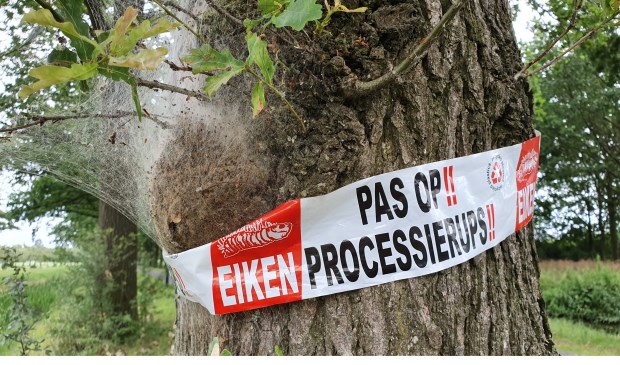 Bomen die aangetast zijn door de eikenprocessierups worden gemarkeerd met een roodwit lint