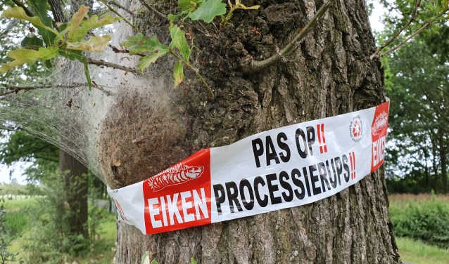 Bomen die aangetast zijn door de iekenprocessierups worden gemarkeerd met een roodwit lint