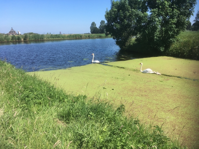 Zwanen zwemmen van de Praamgracht de Eem in.