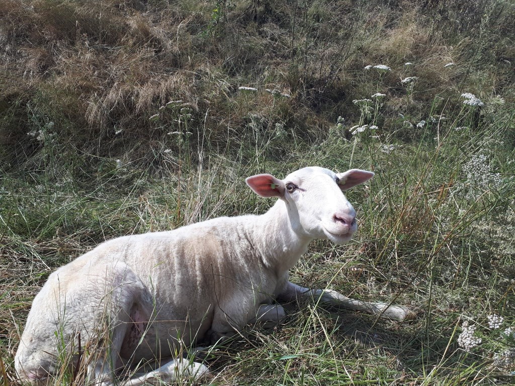 Het schaap bleef ongedeerd.