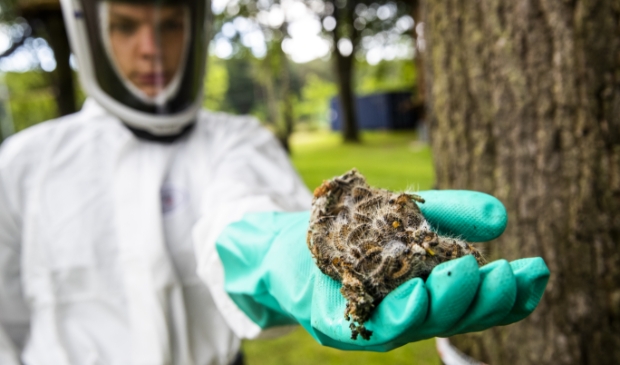 ZEIST - Een boom vol met eikenprocessierupsen wordt onder handen genomen door een bestrijder.