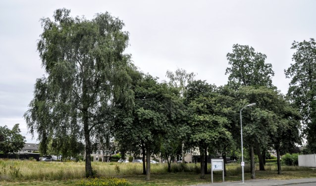 Voor het nieuwbouwplan aan de Wildzoom sneuvelt een aantal waardevolle bomen.