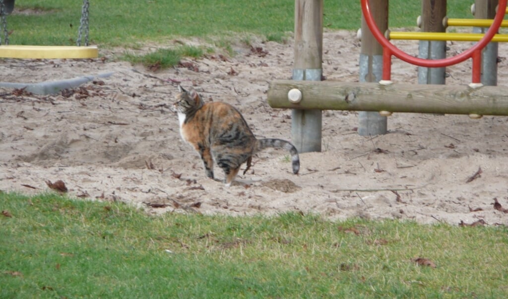 Een kat doet zijn behoefte in een zandbak bij een speelplek.