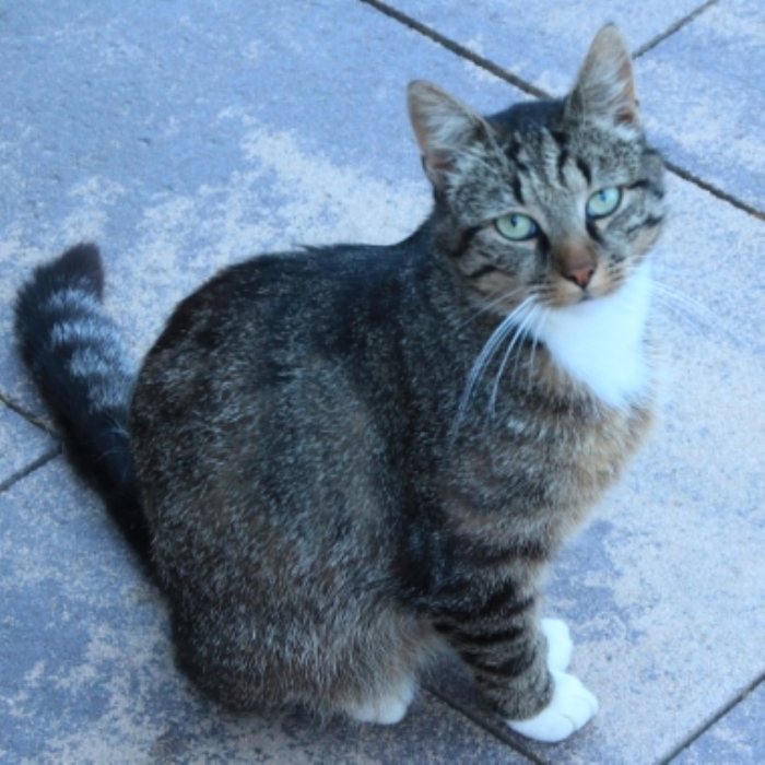 Vermiste kat Korte Holk Nijkerk