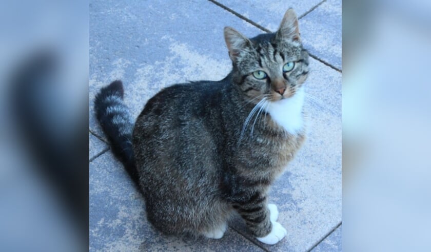 Vermiste kat Korte Holk Nijkerk