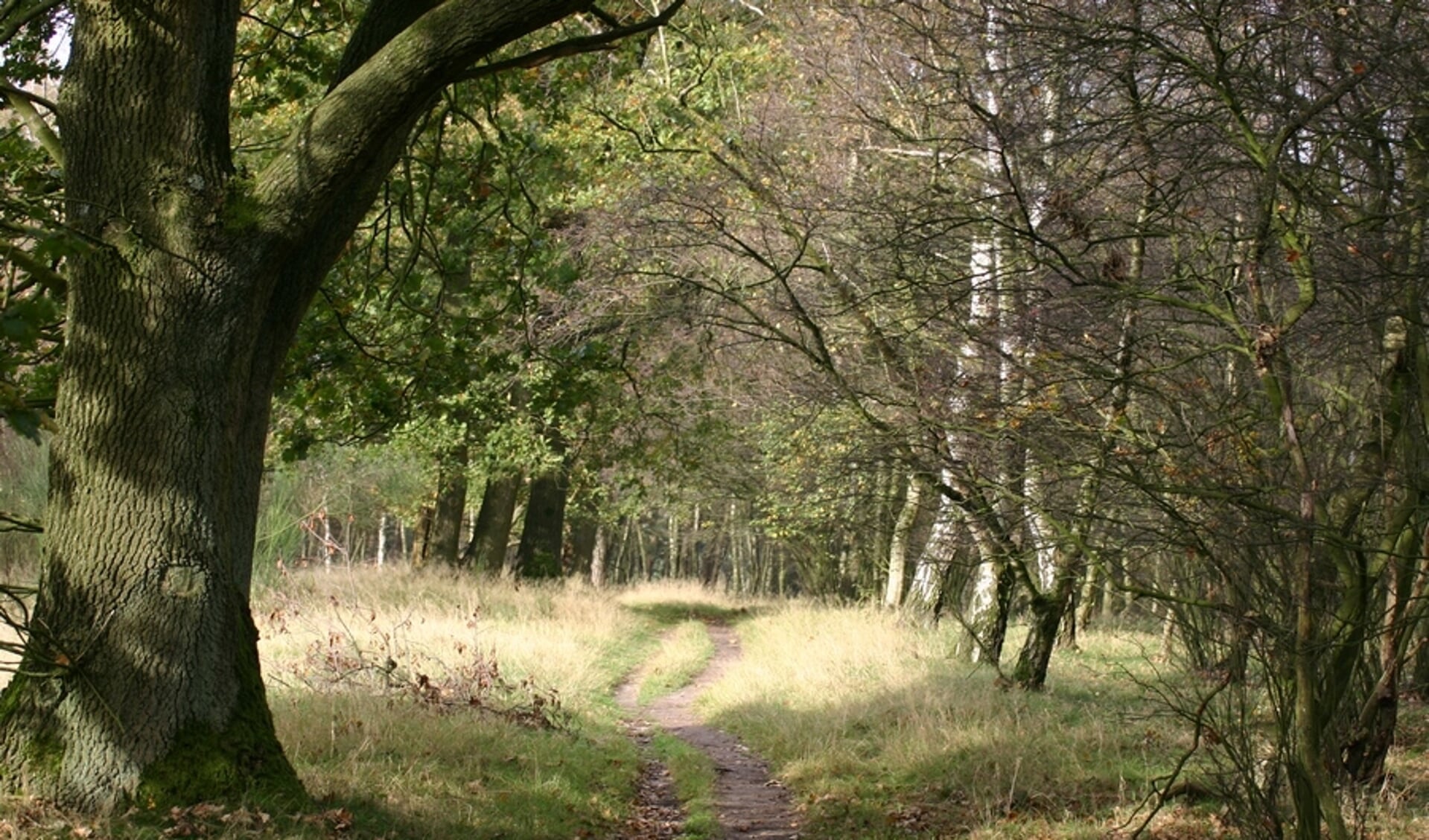 Het Amerongse Bos