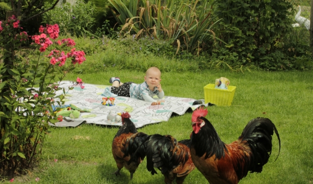 ,,Bij opa en oma in de tuin in Terschuur. De hanen houden de wacht.'' Ingezonden door Willy Tolboom uit Terschuur.