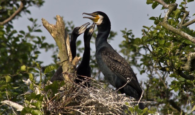 Nest van aalscholver.