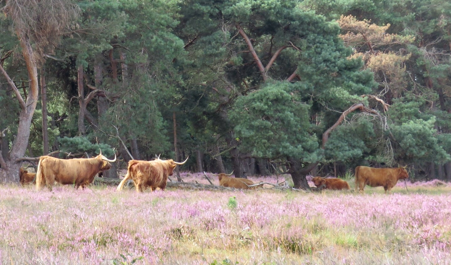 Zuiderheide (Hilversum) met  de prachtige Koeien