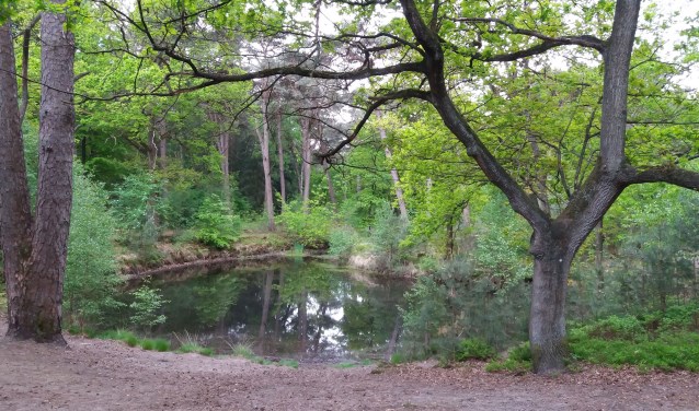 Sprengkop in Drieberge BosGrote KOm in Drie