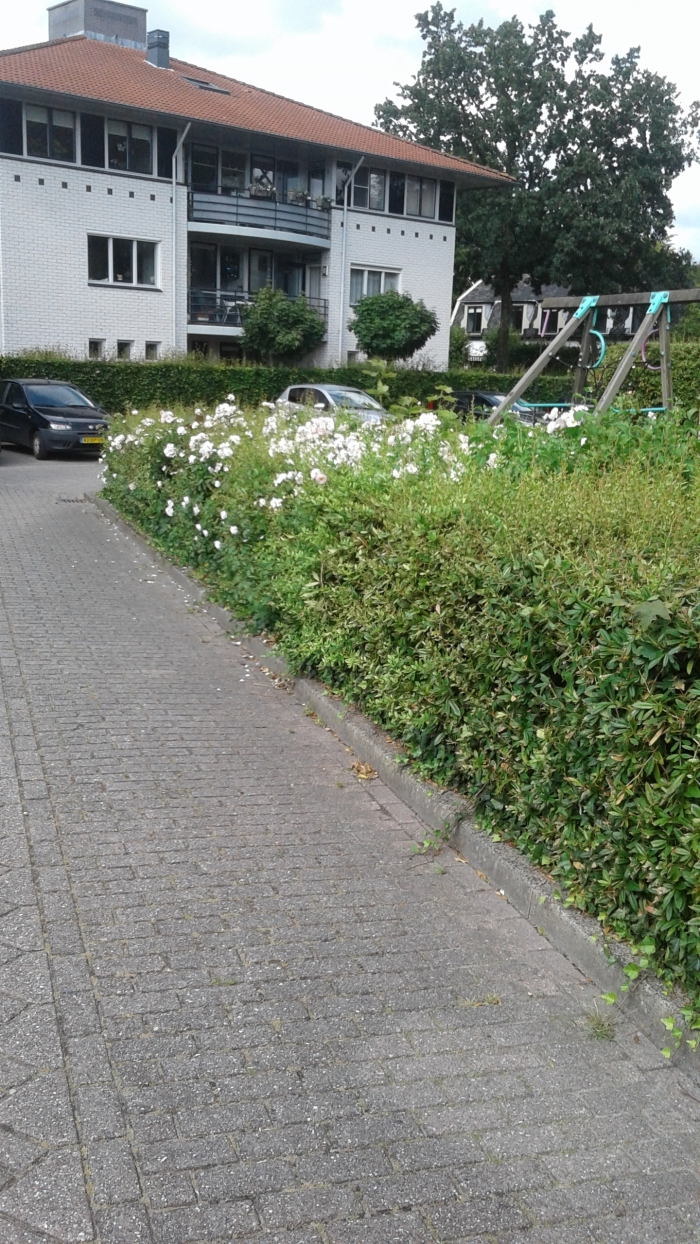 Vorstelijke rozen