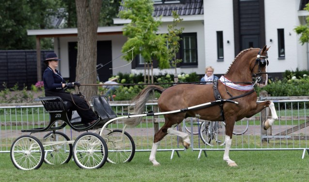 Hanneke van Wessel in actie met 'haar' Briljant W.