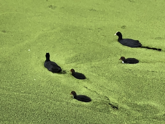 Meerkoeten in het groen
