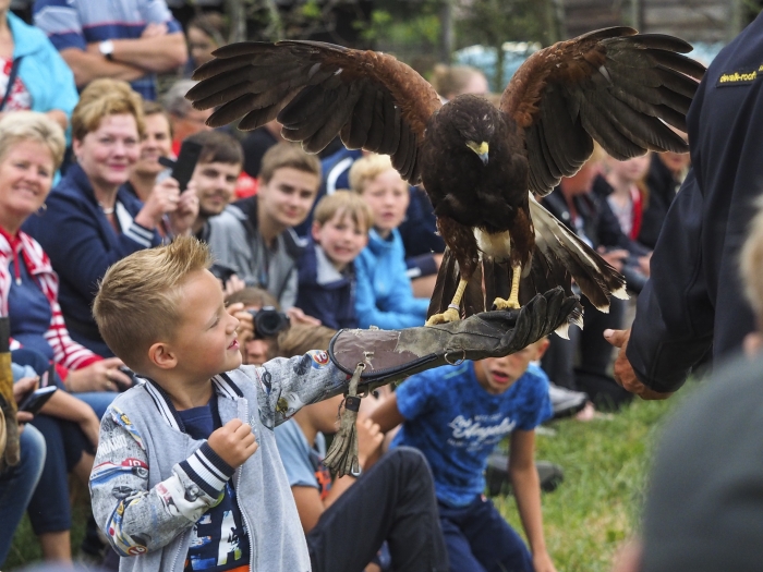 Woestijnbuizerd land op handschoen jonge toeschouwer