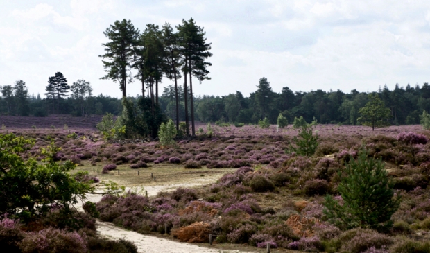 <p>'Blijft Den Treek een bosrijk gebied, aantrekkelijk voor onze regio en ver daarbuiten?'</p>