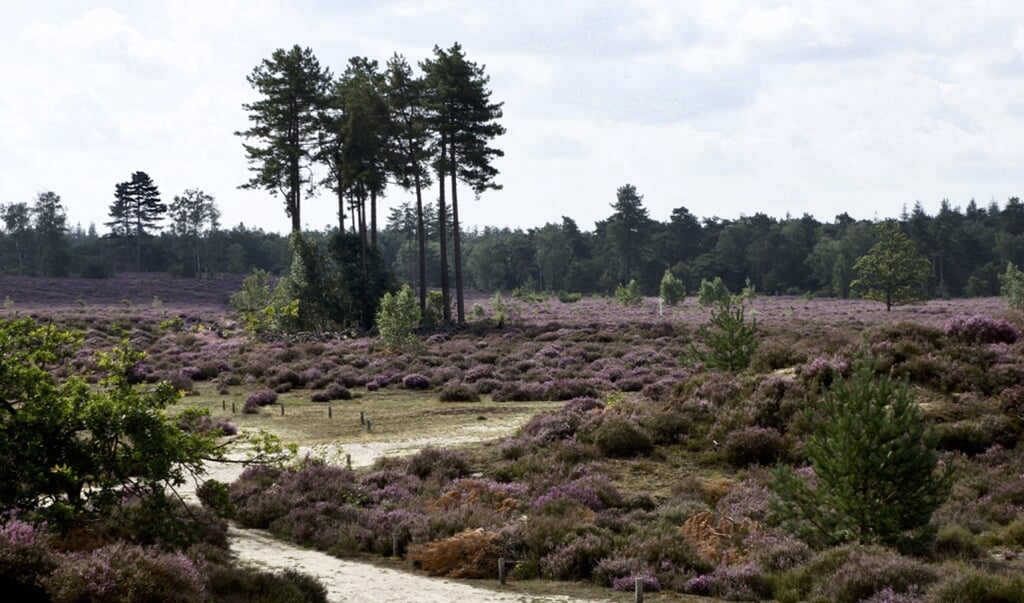 'Blijft Den Treek een bosrijk gebied, aantrekkelijk voor onze regio en ver daarbuiten?'