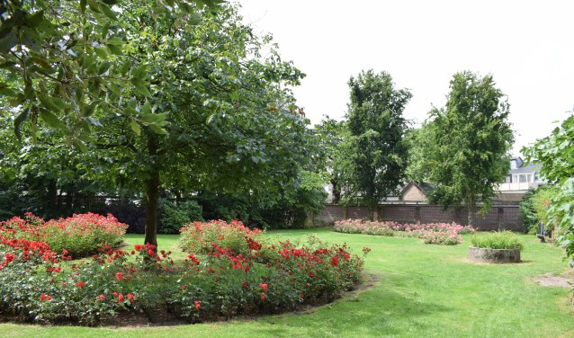In de kwekerij moeten de rozen worden gesnoeid.