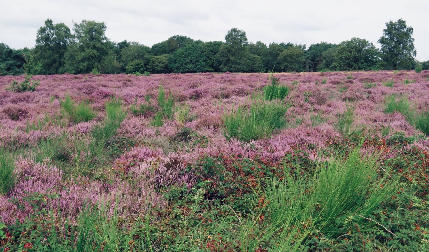 Zuiderheide (Hilversum)