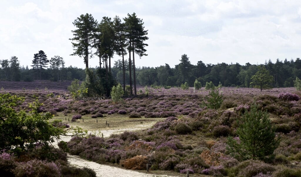 de Leusderheide op den Treek