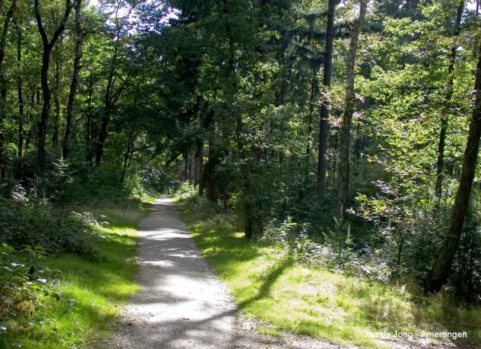 Het Amerongse Bos