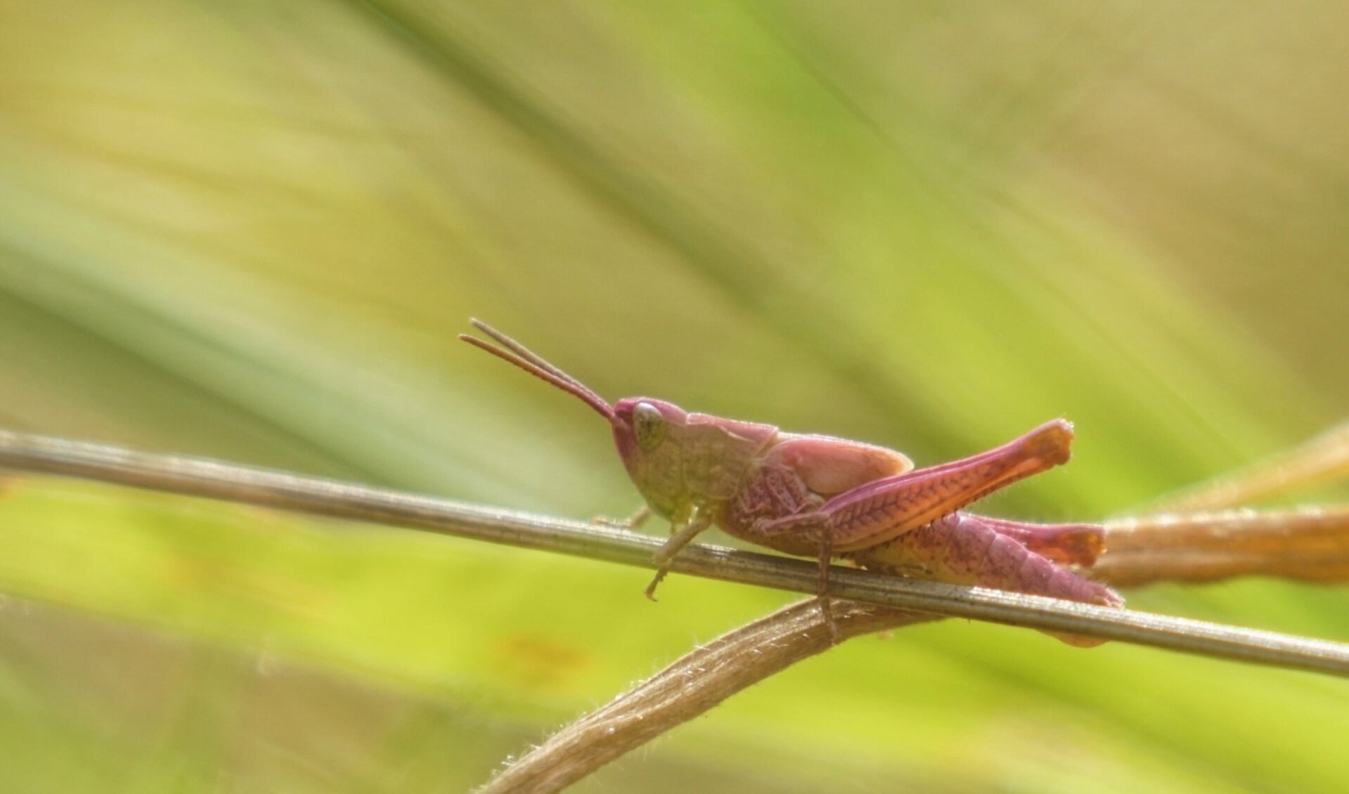 De zeldzame roze sprinkhaan