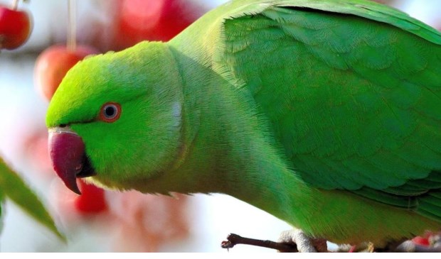 De halsbandparkiet heeft een plek gekregen op een lijst van honderd exotische planten en dieren die als
schadelijk worden gezien voor de inheemse flora en fauna.