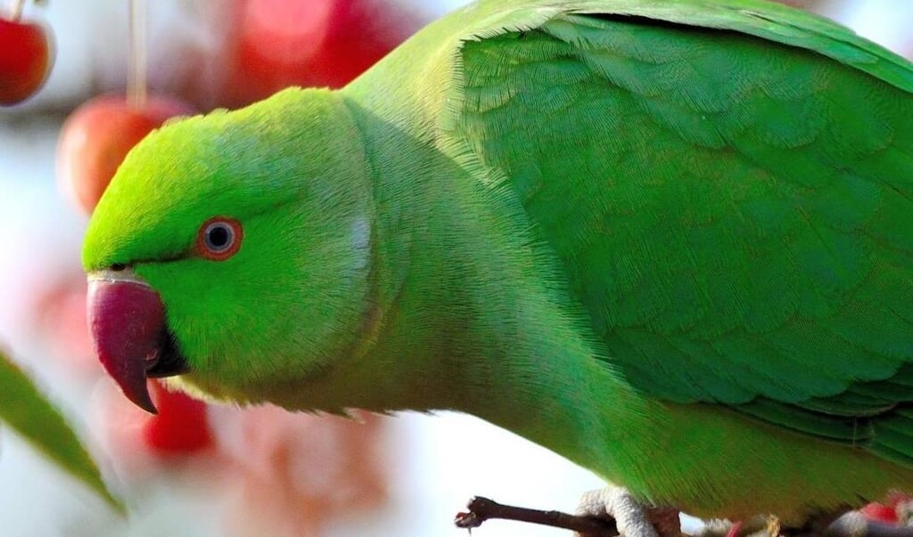 De halsbandparkiet heeft een plek gekregen op een lijst van honderd exotische planten en dieren die als
 schadelijk worden gezien voor de inheemse flora en fauna. 