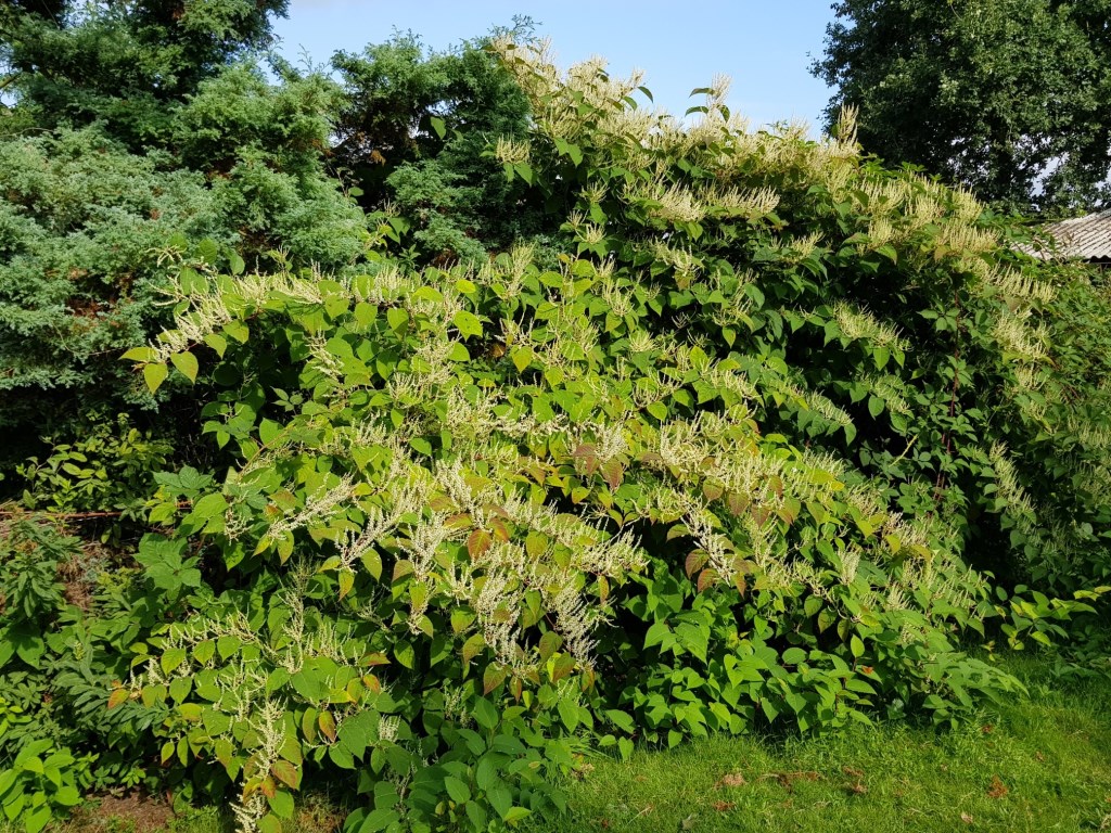 De japanse duizendknoop is een hardnekkige plant.
