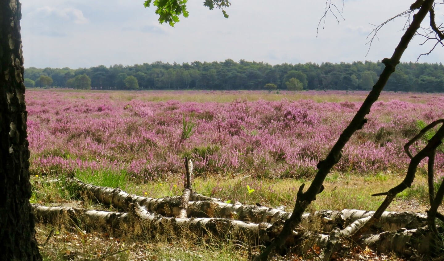 Westerheide bij Laren