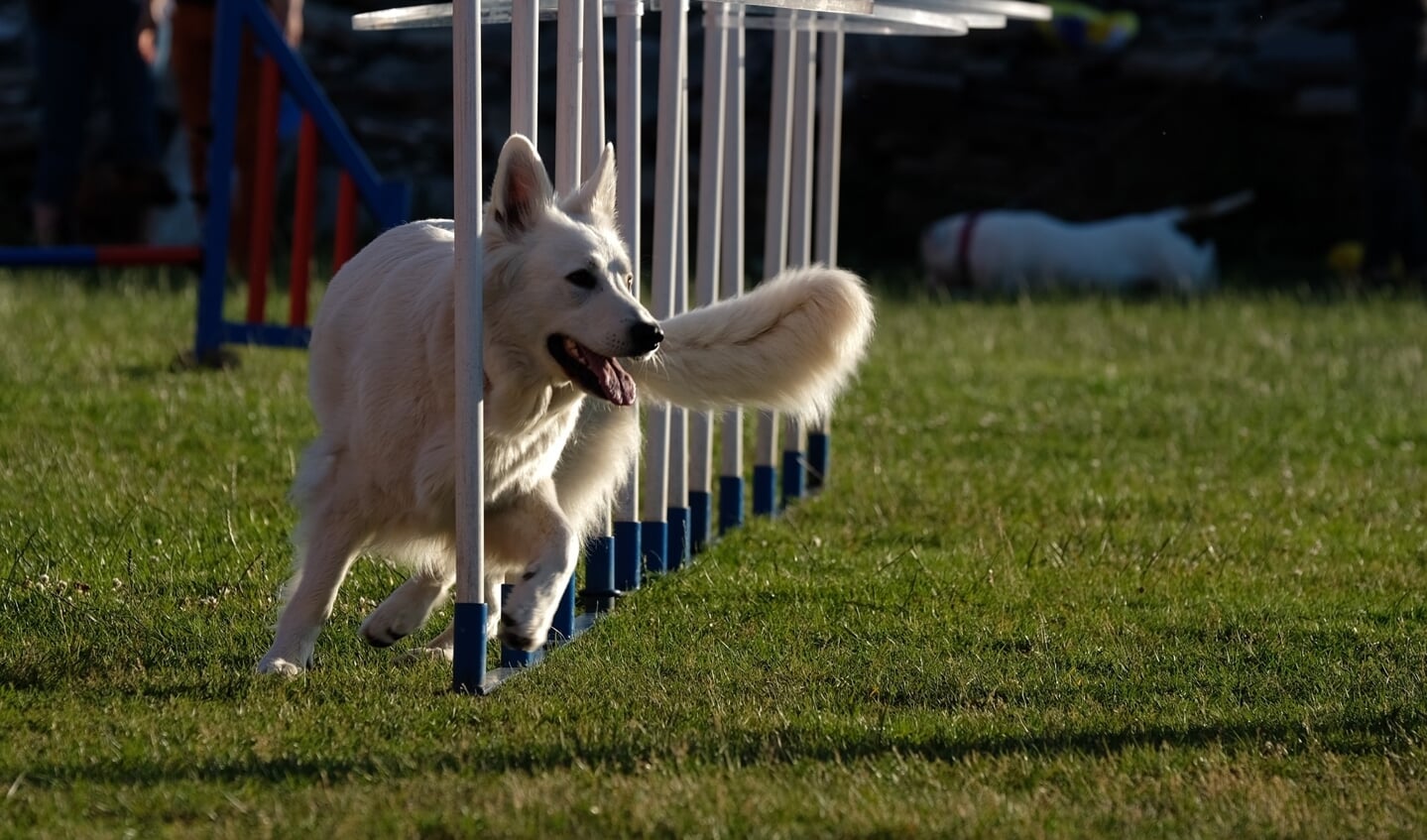 Agility bij KC Zoys