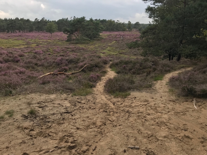 Heide bij Bornia