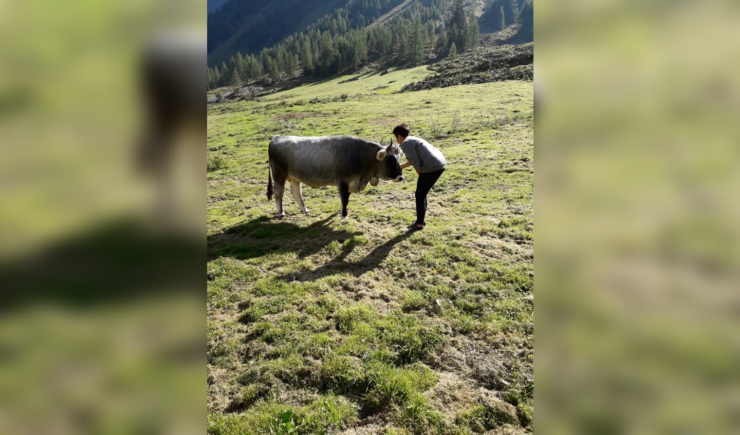,,Zo tam, de koeien in de Oostenrijkse Alpen.