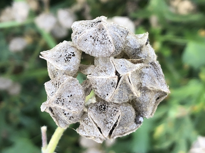 Uitgebloeide bloemen van de Muskuskaasjeskruid