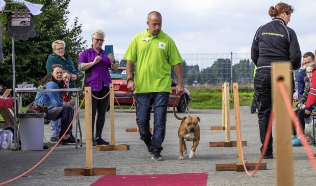Asieldieren Haarlemmermeer op de rode loper.