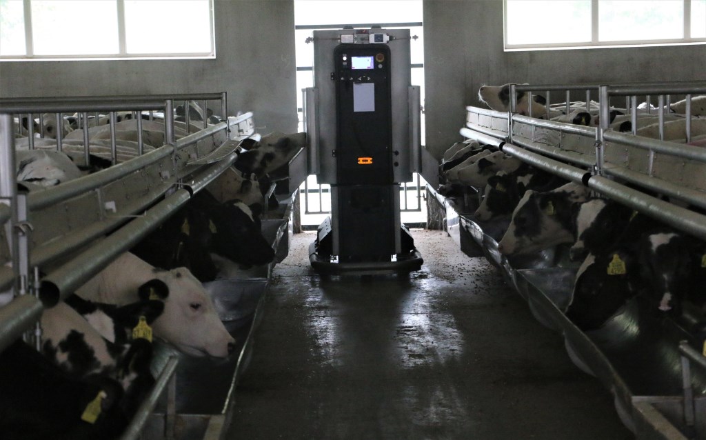 De voerrobot Feedr in actie bij de witvleeskalveren van Gerard van Deelen.