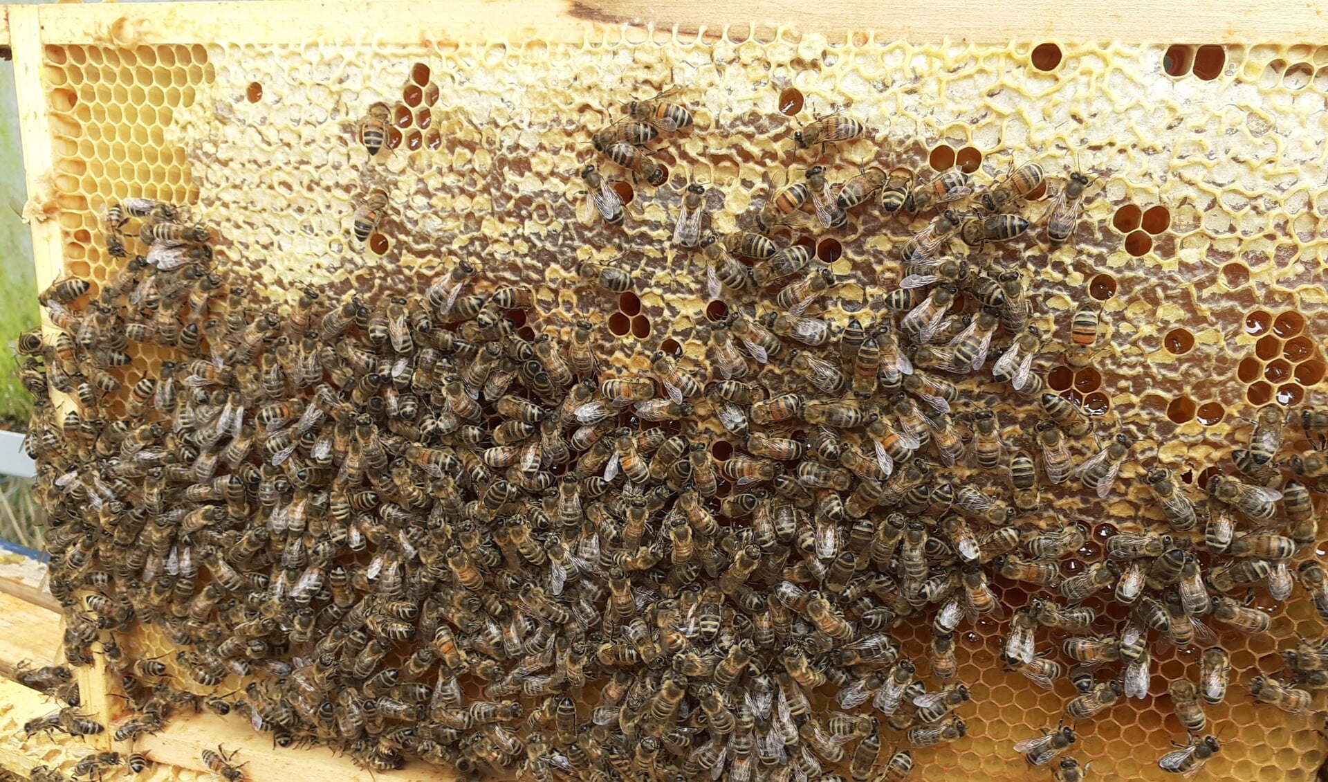 Voedselraam wordt gevuld door de bijen