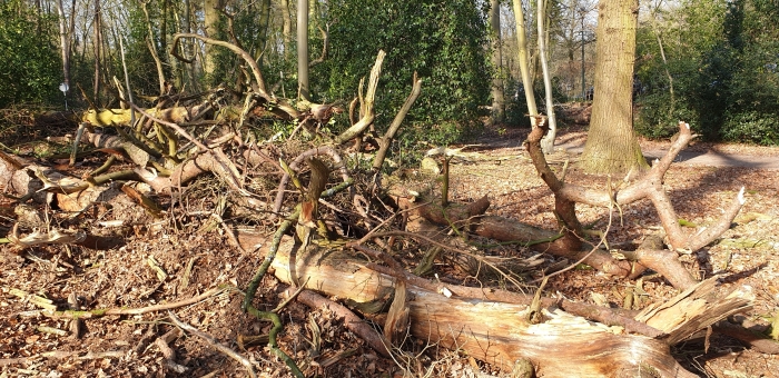 Houtstapels na onderhoud
