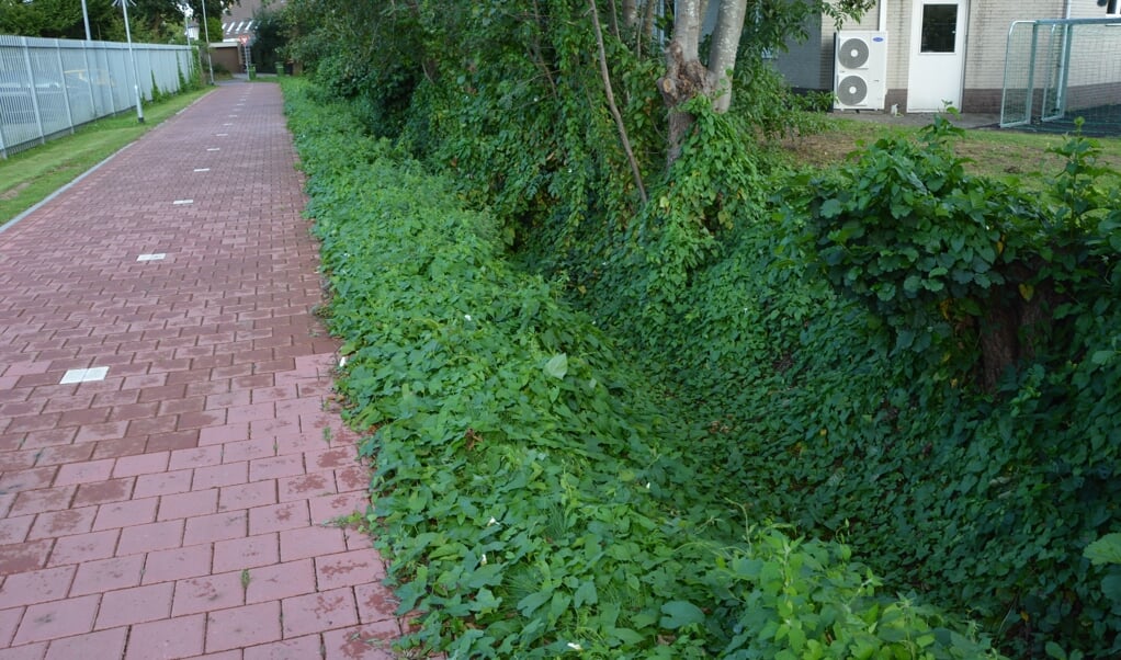 De duizendknoop langs een fiestpad bij de Bloemendaallaan in Barneveld.