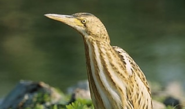 De kleinste reigerachtige in Nederland.