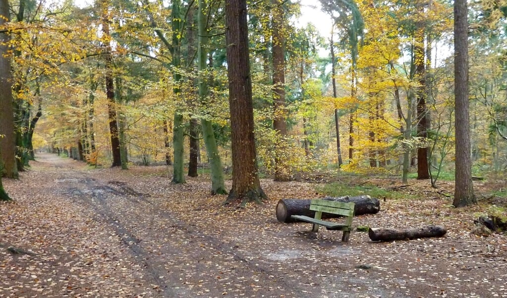 Bos Birkhoven en andere bossen kunnen nu beter gemeden worden, adviseert Utrechts Landschap dringend.