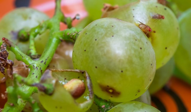 Fruitvliegen op druiven.