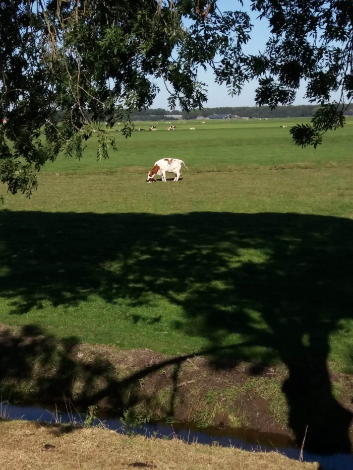 Koe met net geboren kalfje.