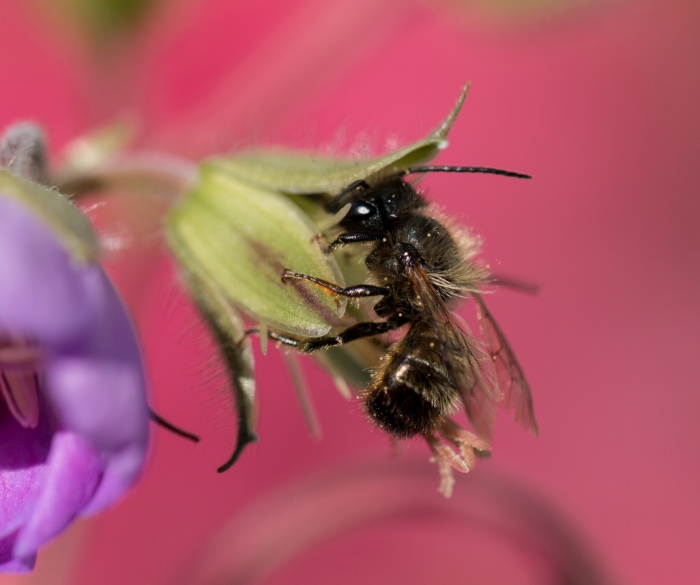 Bij op bloem