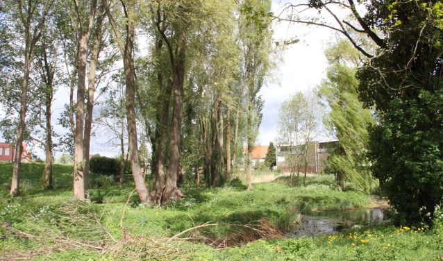 Het stukje bos op het terrein De Rokerij.