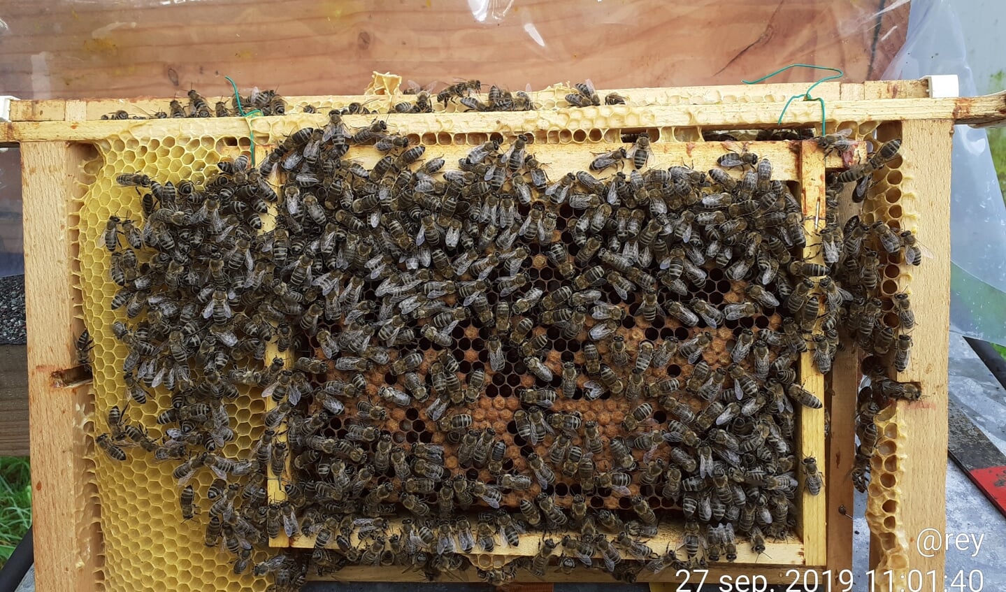 Mini+ naar spaarkast, bijen moeten bouwen