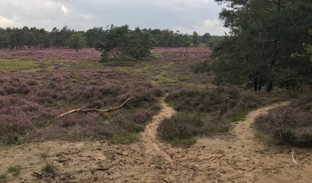 <p>Heide bij Bornia</p>