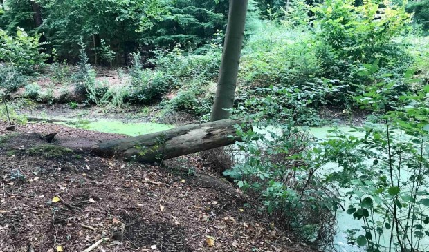 De Heidetuin in verwilderde staat na jaren achterstallig onderhoud.