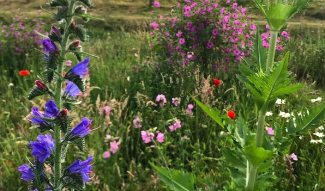 Bloemenveld juni 2019