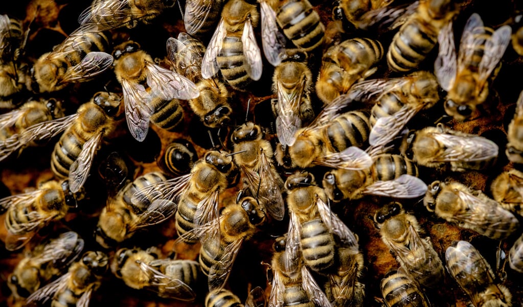 Bijenoorlog in de Biesbosch 