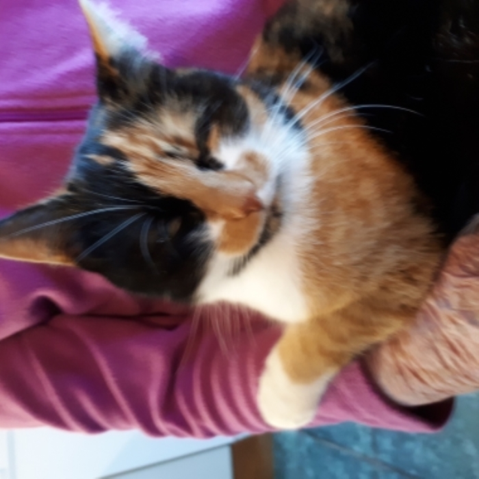 Vermiste poes Driestweg Putten